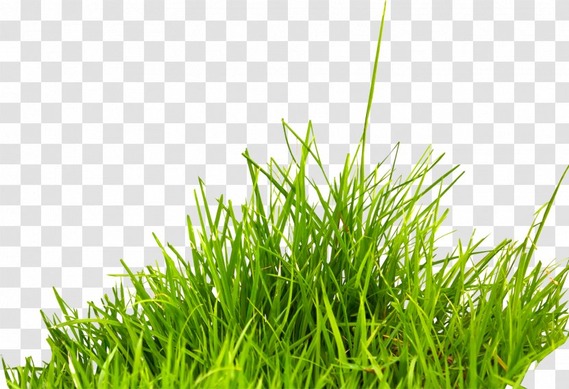 Summer Information Icon - Screenshot - Grass Image, Green Picture Transparent PNG