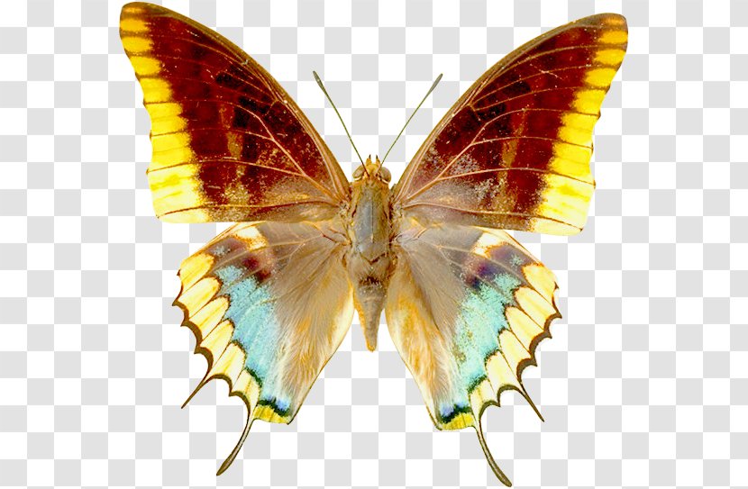 Butterfly Greta Oto Clip Art - Free Content - Real Cliparts Transparent PNG