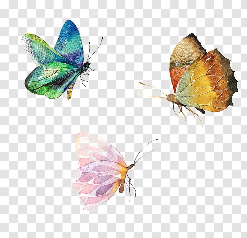 Butterfly - Insect - Arthropod Transparent PNG