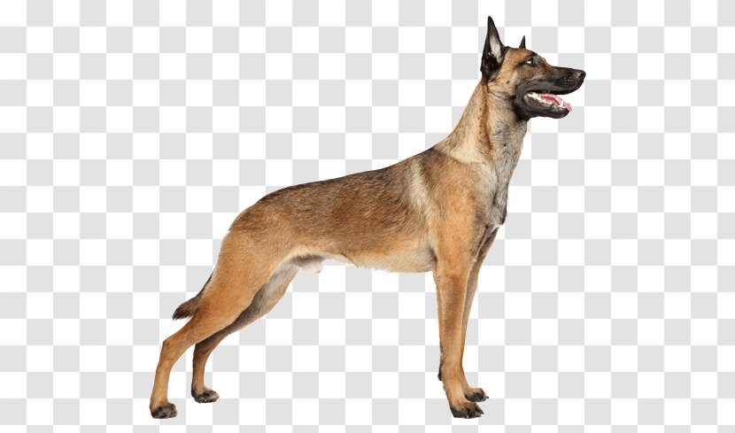 Malinois Dog Belgian Shepherd German Tervuren Puppy Transparent PNG