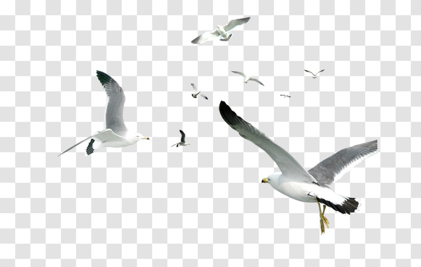 Bird Gulls Computer Graphics - Sky - Seabirds Transparent PNG