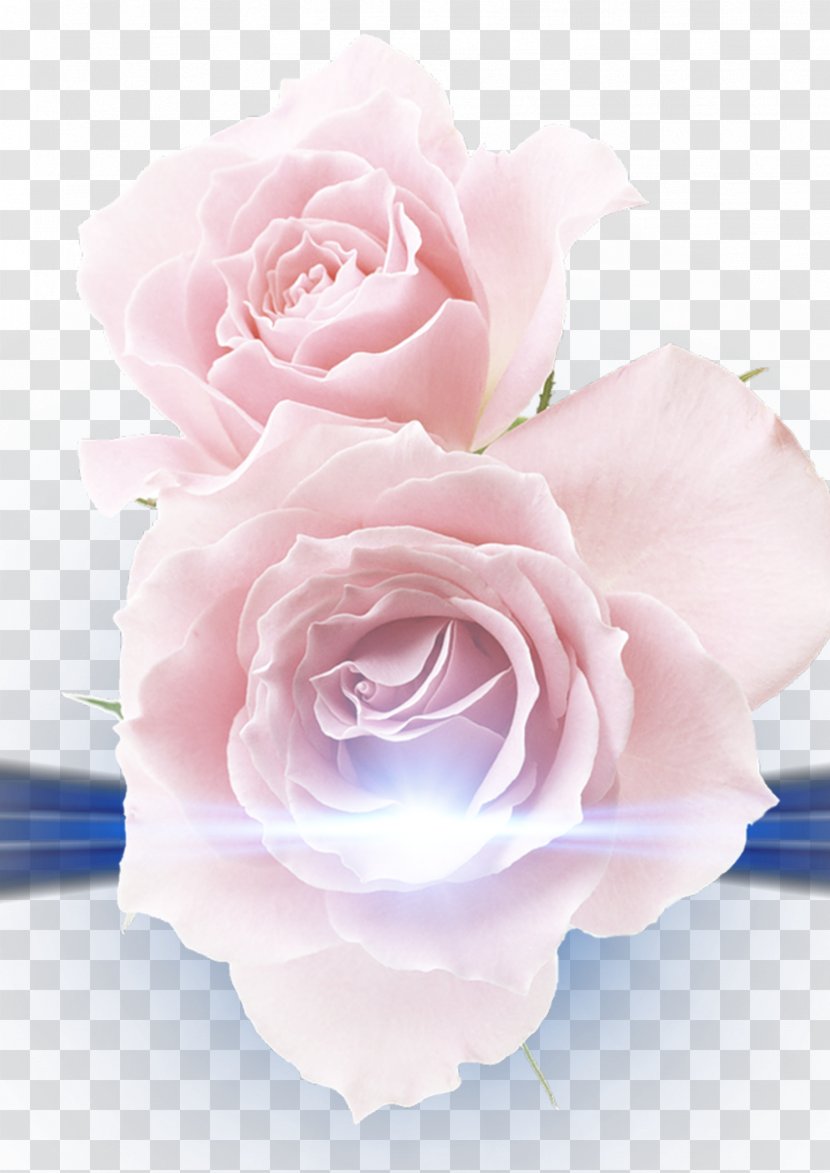 Beach Rose Pink Photography Clip Art - Garden Roses - Free To Pull Material Transparent PNG