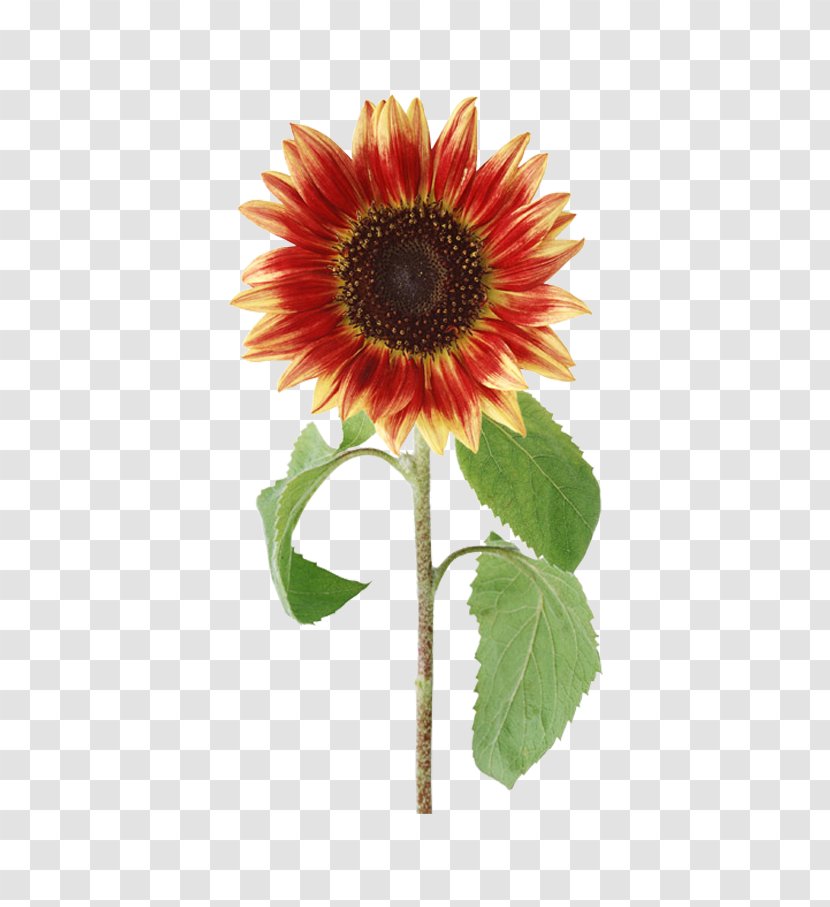 Common Sunflower - Daisy Family - Floral Elements Transparent PNG