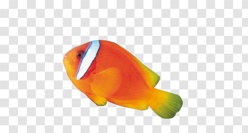 Ornamental Fish - Ornament Transparent PNG