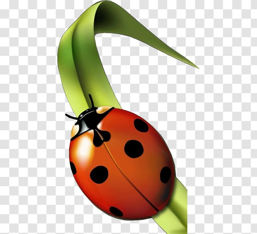 Insect Seven-spot Ladybird Aphid Garderie Coccinelles (Les) Clip Art Transparent PNG