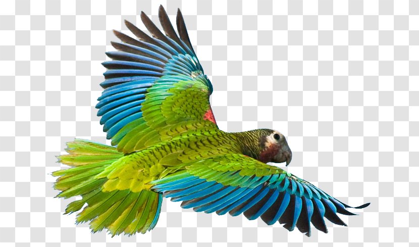 Greater Vasa Parrot Cuban Amazon Bird Crimson Rosella - Wing - Flying Image Transparent PNG