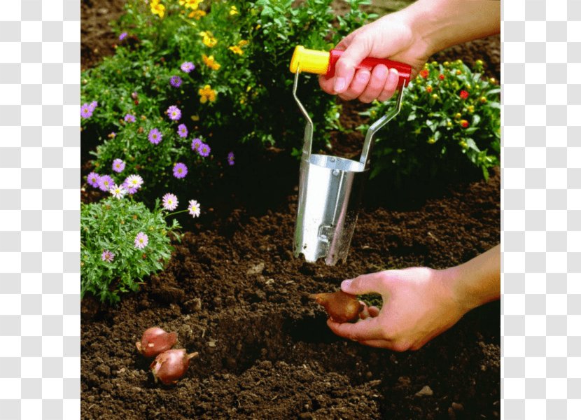 Bulb Gardening Tool Lawn - Planter - Cultivation Culture Transparent PNG