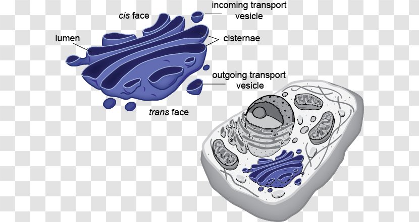 Eukaryote Prokaryote Plant Cell Organelle - Flower - Eukaryotic Transparent PNG