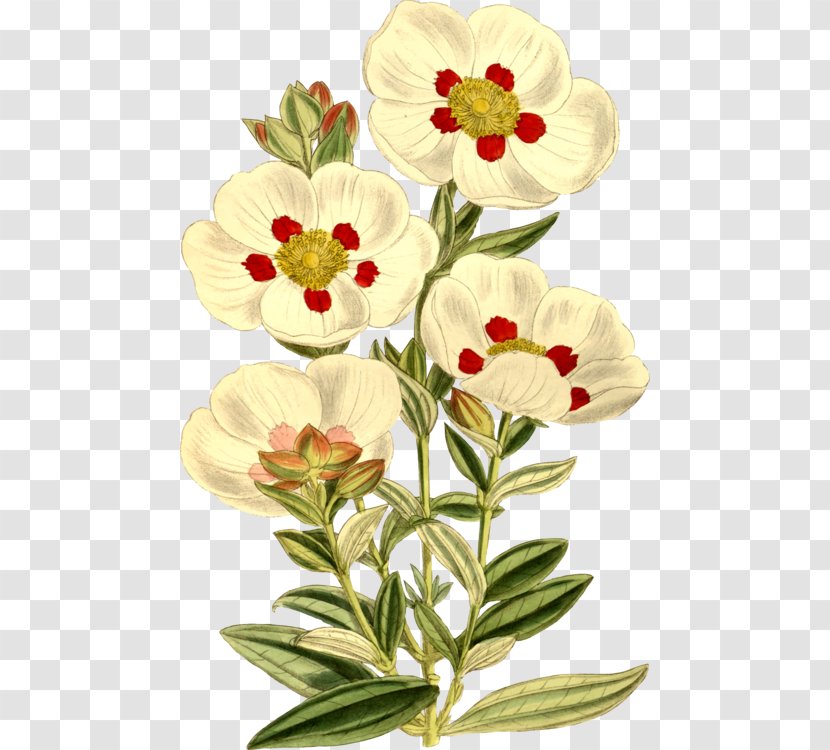 Gum Rockrose Labdanum Botanical Illustration Botany - Silhouette - Cistus Transparent PNG