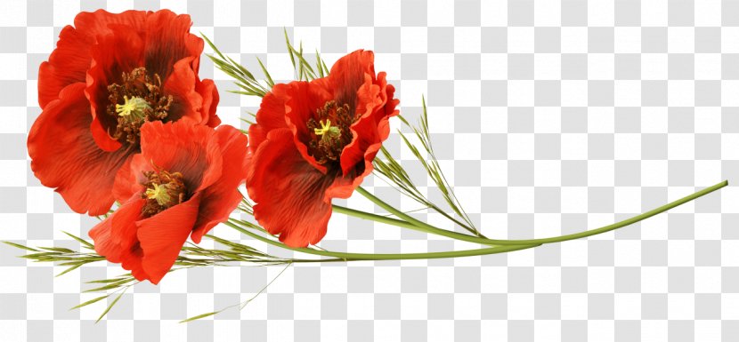 Remembrance Poppy Flower Clip Art - Bouquet - Seed Transparent PNG