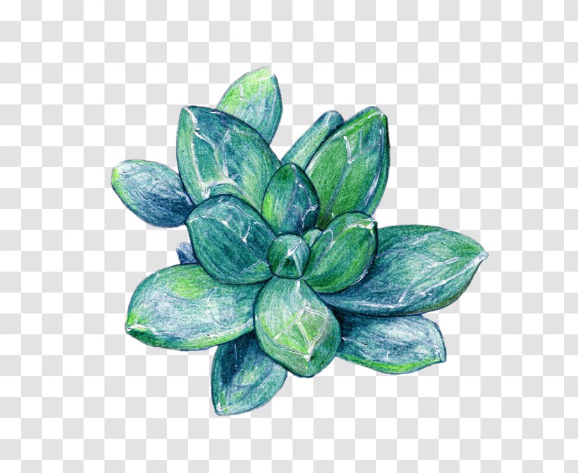 Succulent Plant Raster Graphics - Watercolor Painting - Hand-painted Star Fleshy Beauty Picture Material Transparent PNG