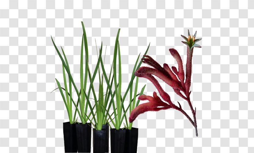 Tall Kangaroo Paw Garden Amaryllis - Red Transparent PNG