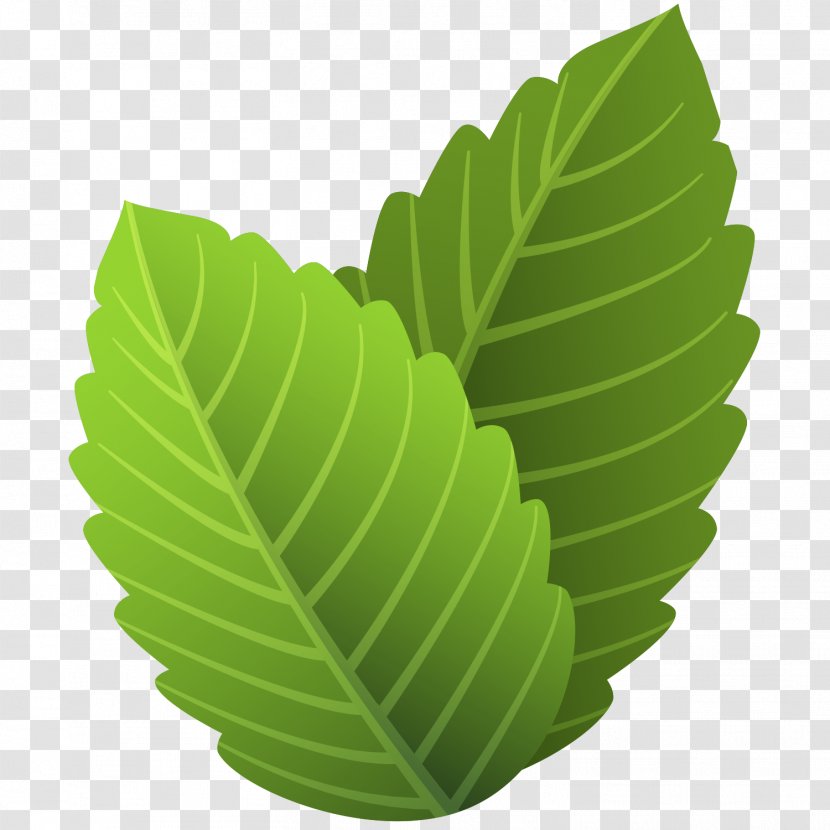 Leaf - Flowering Plant - Cartoon Spring Transparent PNG