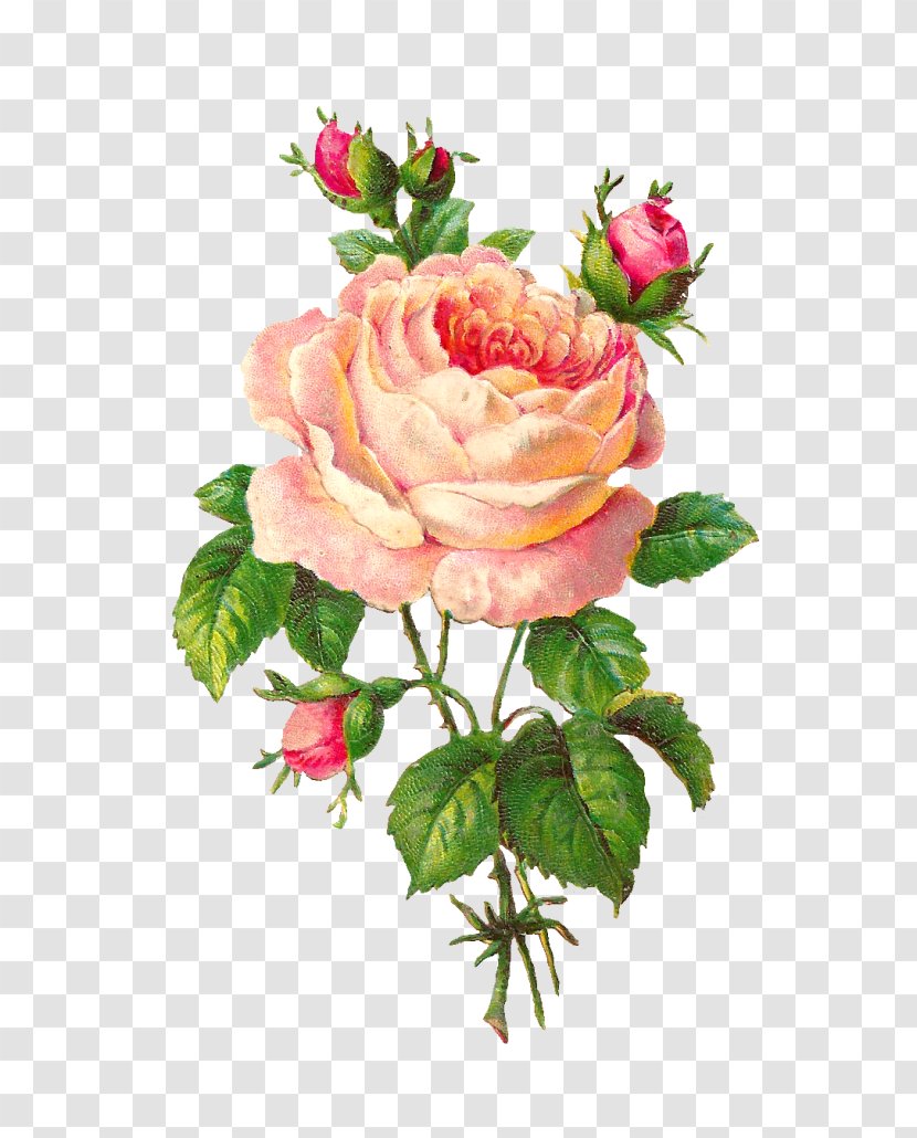Rose Flower Floral Design Vintage Clothing Clip Art - Rosa Centifolia Transparent PNG