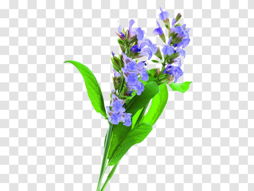 Common Sage Meadow Cannabis Sativa Flower Officinalis - Violet Transparent PNG
