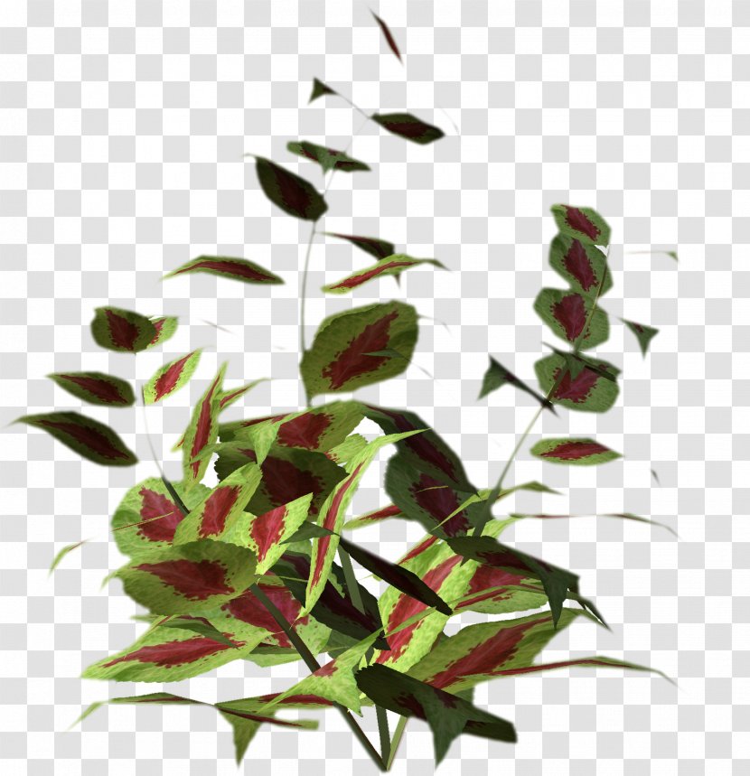 Leaf Plant Stem Flowering Herb Transparent PNG