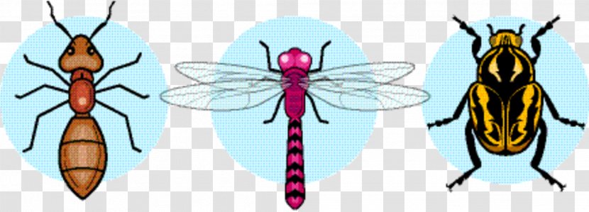 Butterfly - Moth - Blowflies House Fly Transparent PNG