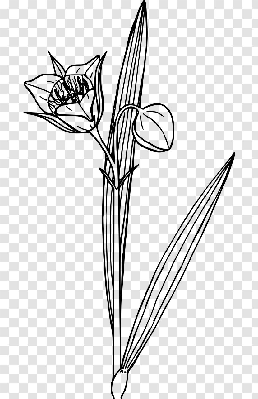 Download Clip Art - Membrane Winged Insect - Flower Transparent PNG