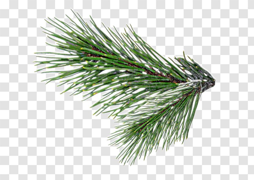 Fir Pine Christmas Tree Clip Art - Spruce Transparent PNG