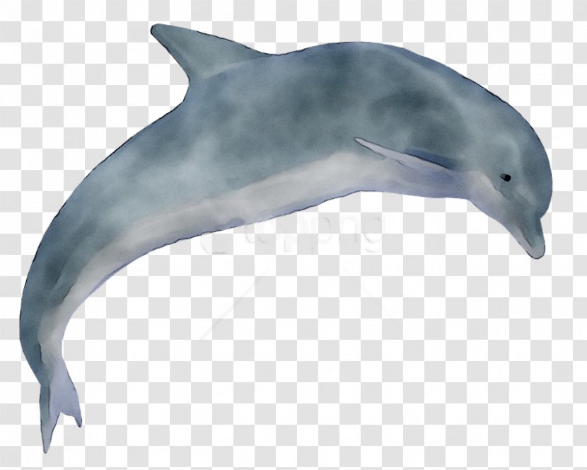 Clip Art Dolphin Image - Fin - Harbour Porpoise Transparent PNG