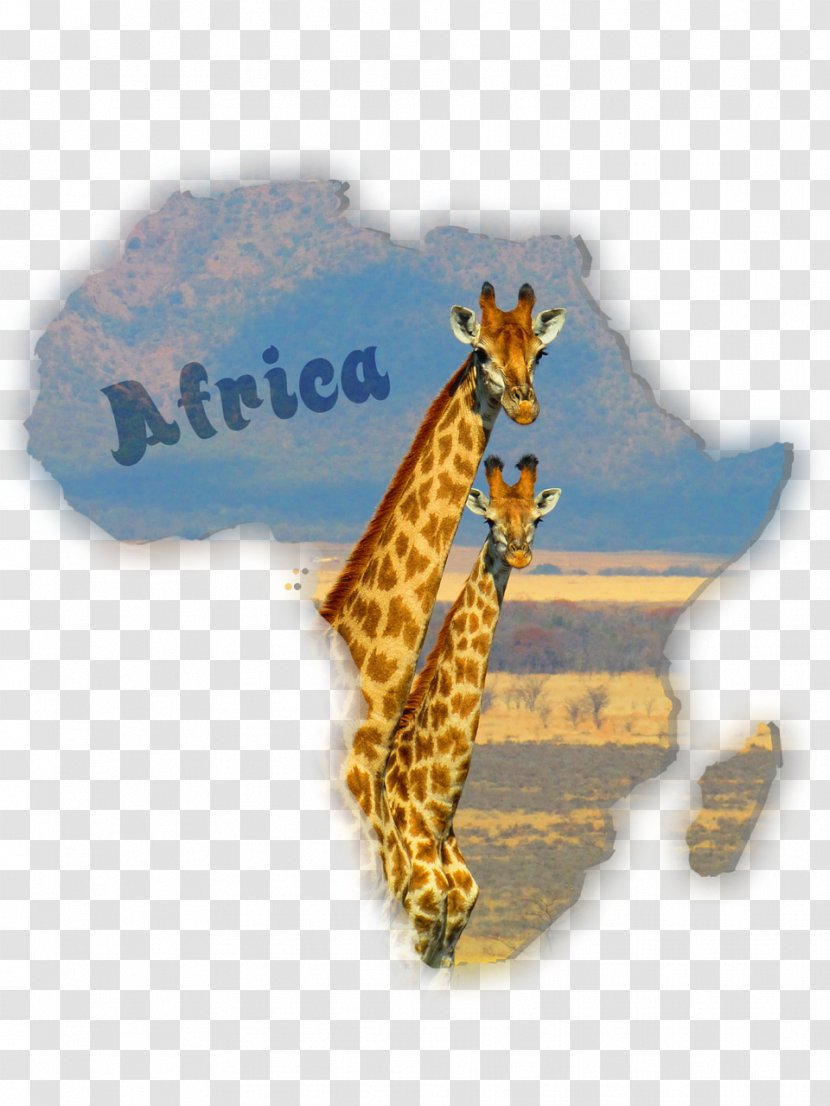 Giraffe South Africa Okapi Image Stock.xchng - Terrestrial Animal Transparent PNG