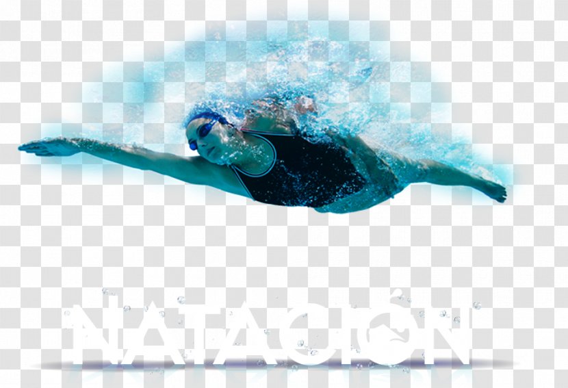 Olympic-size Swimming Pool Sport - Keyword Tool Transparent PNG