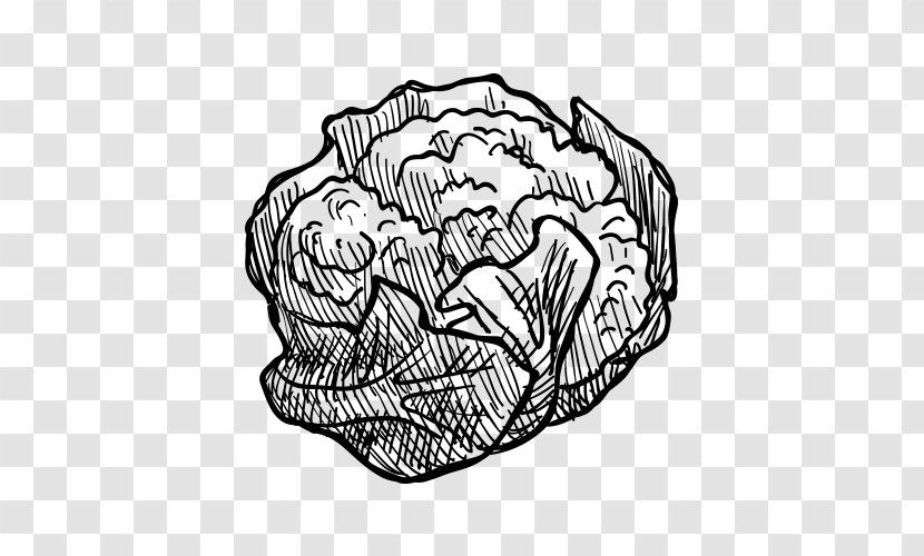 Black And White Vegetable Drawing Pencil Sketch - Frame - Cauliflower Hand-painted Artwork Transparent PNG