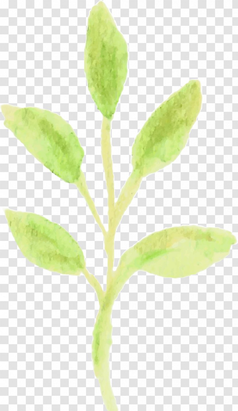 Leaf Plant Stem Organism - Watercolor Transparent PNG