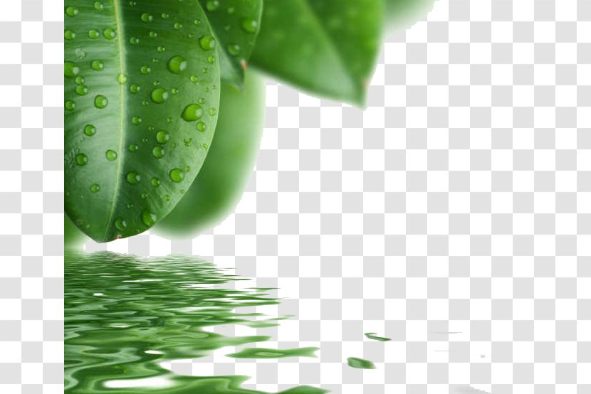 Drop Leaf Green - Drops Transparent PNG