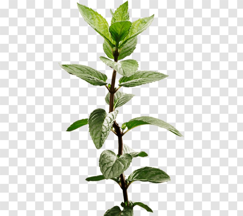 Peppermint Apple Mint Herb Medicinal Plants Ricola - Leaves Transparent PNG