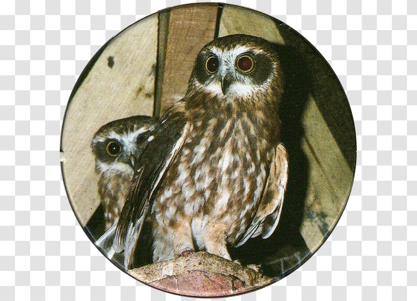 Northern Hawk-owl Bird Of Prey Beak - BIRDS OF PREY Transparent PNG