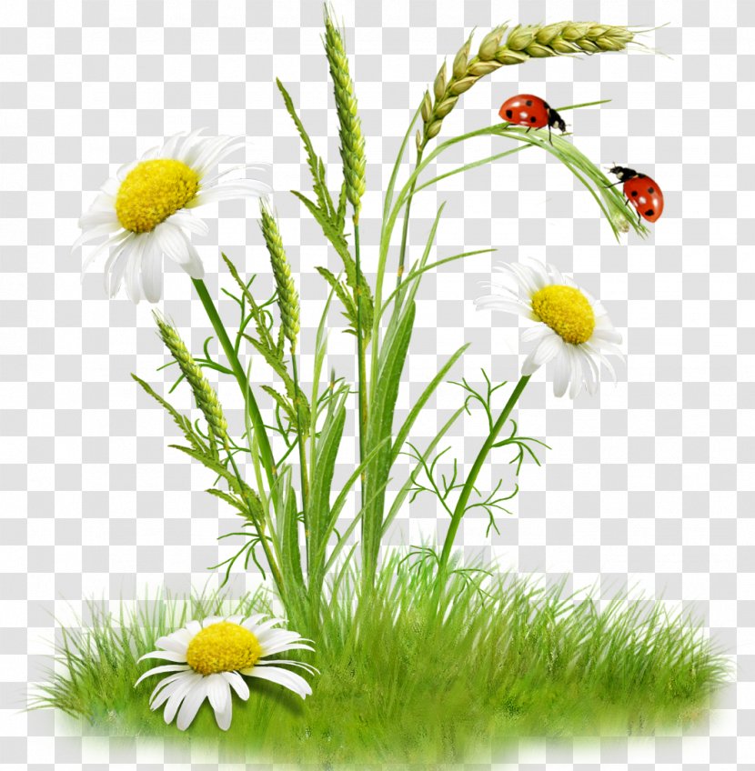 Flower Bouquet Clip Art - Plant - Chamomile Transparent PNG