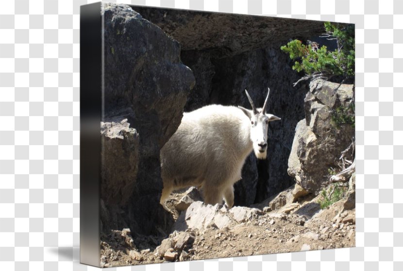 Mountain Goat Fauna Wildlife - Goats - King Of The Hill Transparent PNG