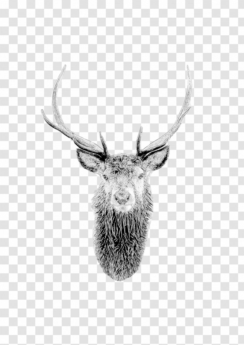 Horn Antler Head Wildlife Elk - Stock Photography Drawing Transparent PNG