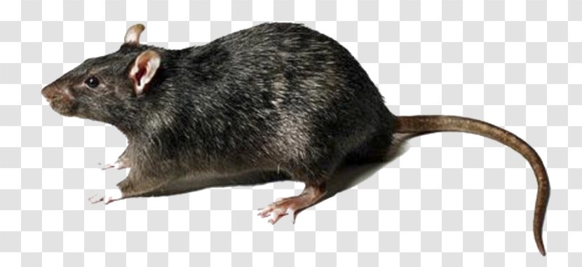 Mouse Rodent Brown Rat Gerbil - Muroids Transparent PNG