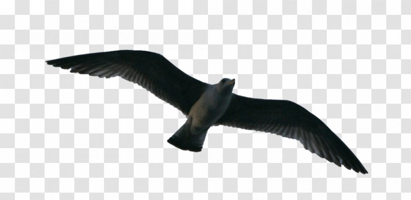 Bird Flight Flock Clip Art - Beak - Birds Transparent PNG