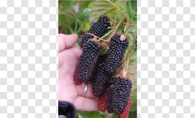 Red Mulberry Loganberry Tayberry Boysenberry Price - Berry Transparent PNG