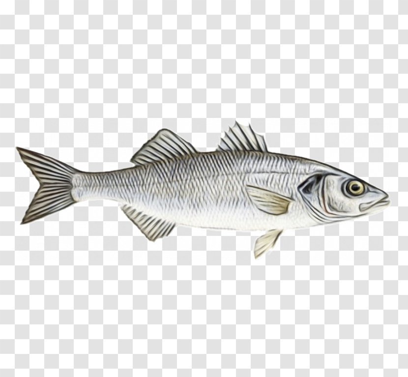 Fish Pike Bass Bony-fish - Striper - Northern Largemouth Transparent PNG