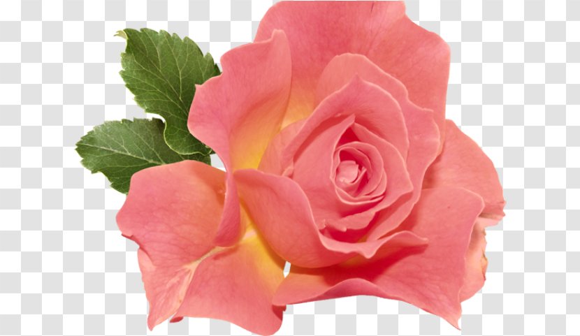 Garden Roses - Petal - Floribunda Plant Transparent PNG