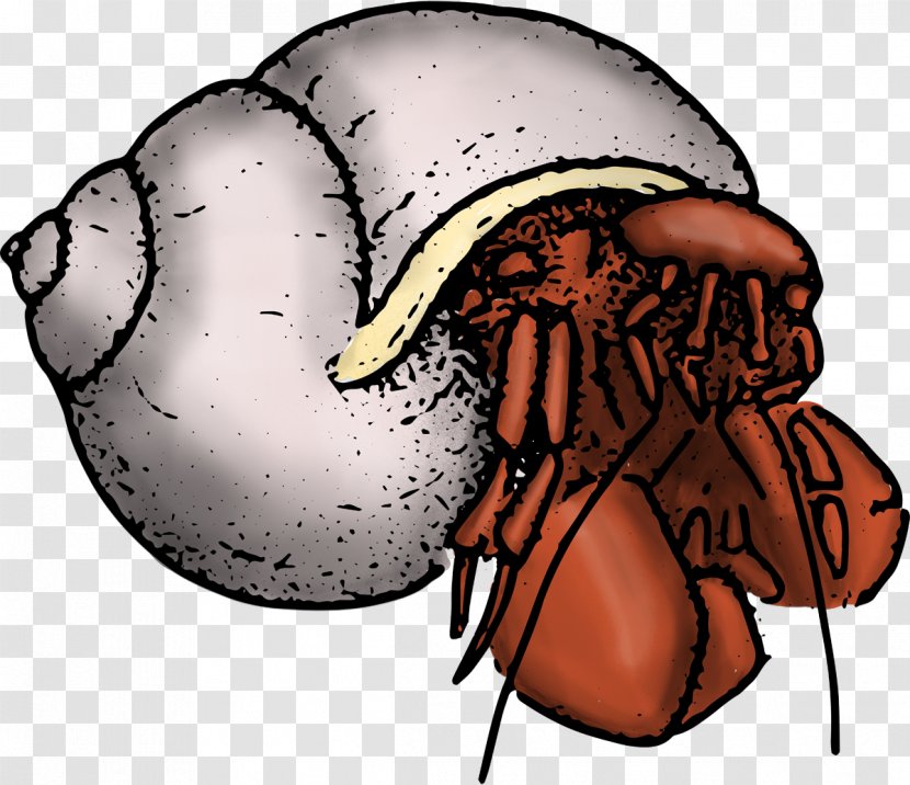 Hermit Crab Decapoda Barnacle Clip Art - Membrane Winged Insect Transparent PNG