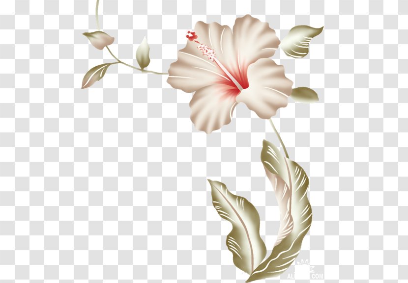 Hibiscus Flower - Plant Stem - Design Transparent PNG