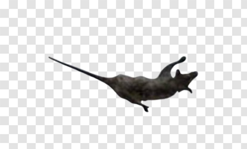 Common Opossum Bomb Photography - Tail Transparent PNG