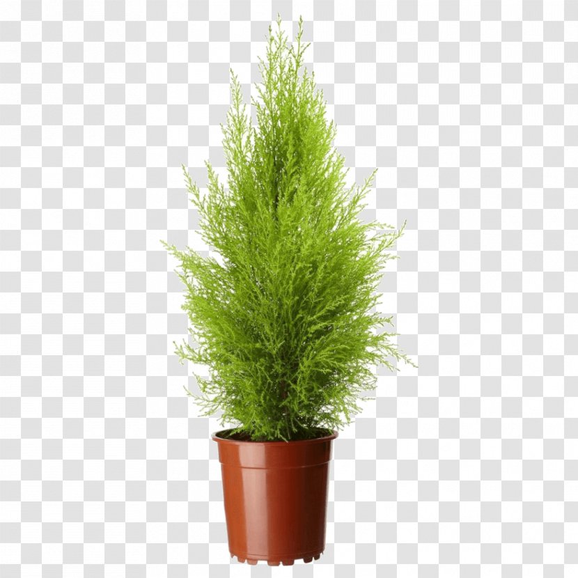 Lemon Cypress Mediterranean Leyland Cupressus Nootkatensis Arizonica - Plant - Potted Transparent PNG