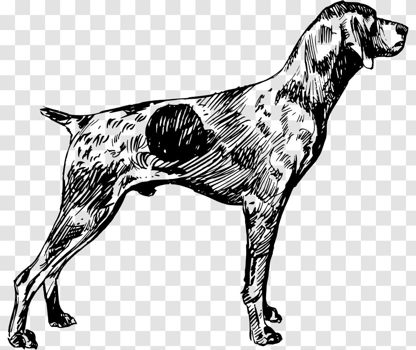 English Setter Dog Breed German Shorthaired Pointer Wirehaired Transparent PNG