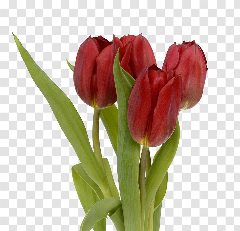 Flower Tulip Stock.xchng Red Leaf - Bud - Tulips Transparent PNG