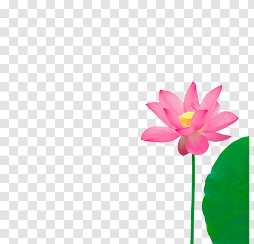 Pink - Lotus Transparent PNG