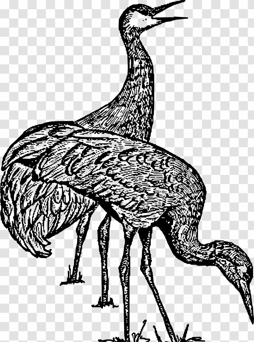 Crane Bird Clip Art - Giraffidae Transparent PNG