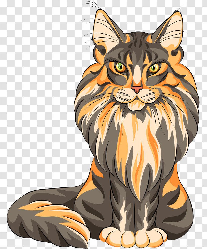Maine Coon Persian Cat Bombay Raccoon - Tabby - Piercing Transparent PNG