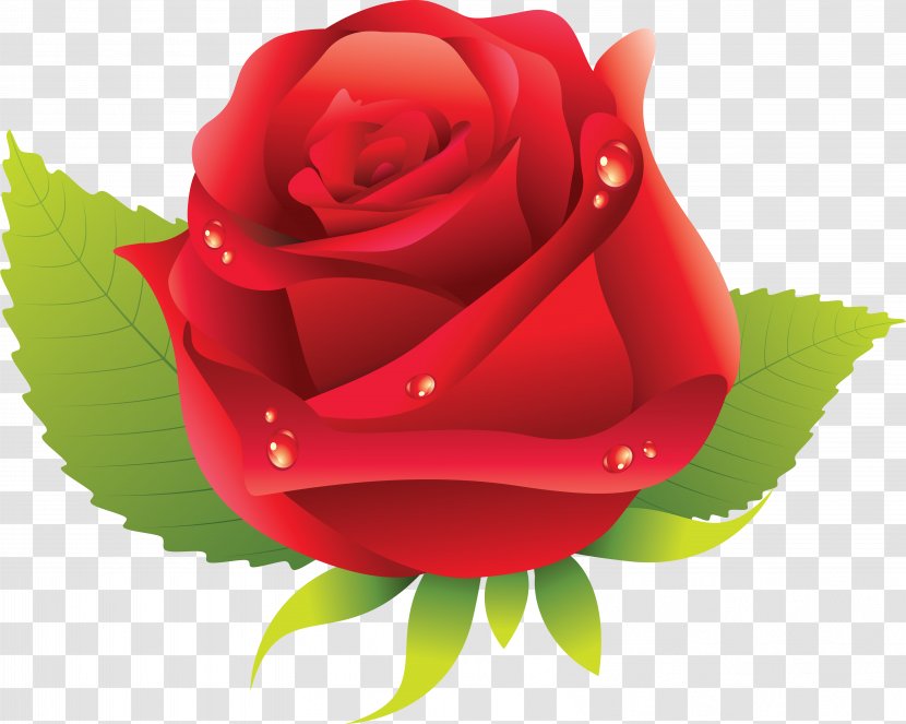 Garden Roses Flower Rosa Chinensis - Plant - Rose Transparent PNG