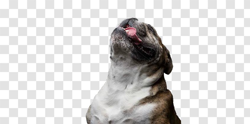Pug Dog Breed Tongue - Carnivoran - His Head And Of Stock Photo Transparent PNG